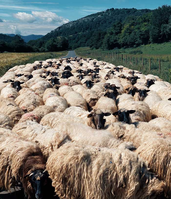 ovčarstvo  stado-ovaca-romanovske-pasmine  opg-mihaljevic